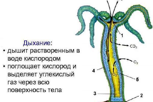 Кракен 16 at