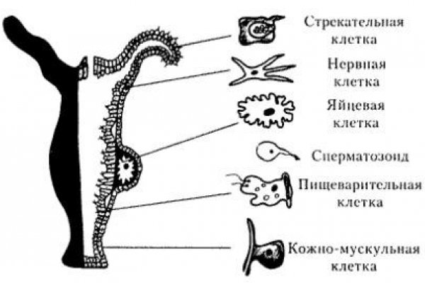 Кракен точка