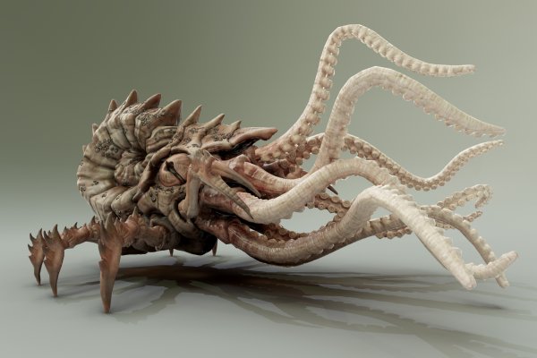 Kraken official
