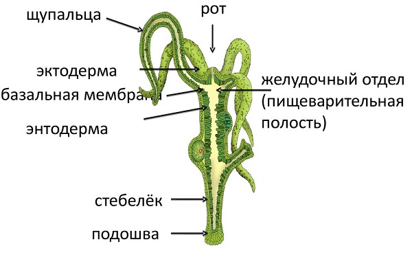 Кракен kr2web in